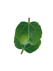 green leaf isolated on white transparant backround 