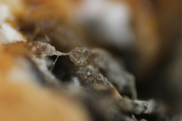 Macro shot of bacterial growth or black spore on contaminated rice