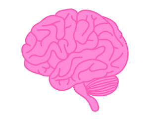 human brain illustration