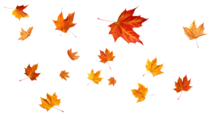 PNG Autumn leaves on white background