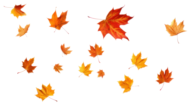 PNG Autumn leaves on white background