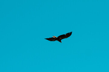 eagle in flight