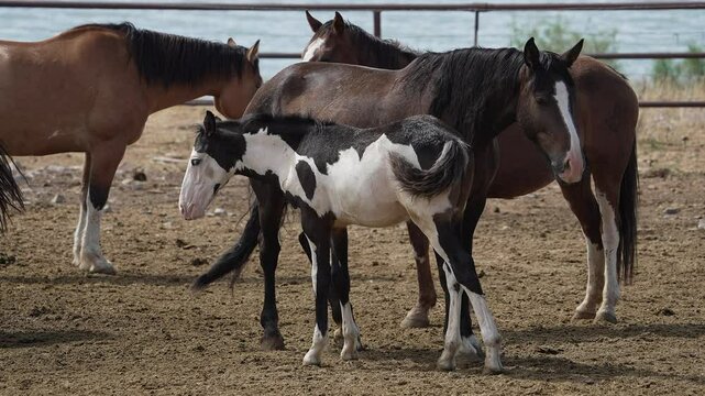 Horses standing in a pasture as colt stands next to its mother.