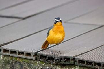 Yellow African Bird 