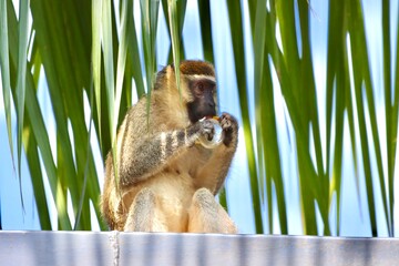 Monkey in palms eating an applesauce cup on a rooftop 