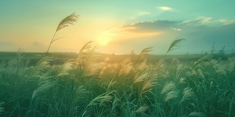 Summer Agricultural Landscape Blowing Green Spikelets of Field Grass in the Wind