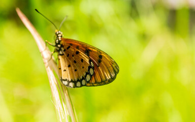 butterfly on the grass