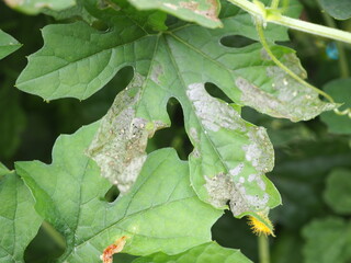Leaf damage symptom on bitter gourd leaves caused by leaf miner Liriomyza attack. Insecticide product concept. Closeup photo, blurred.