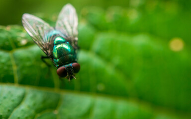 fly on green leaf
