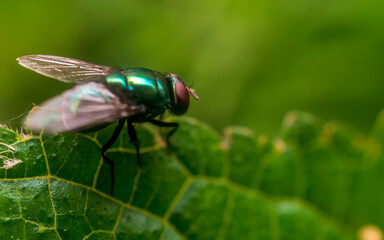 fly on green leaf