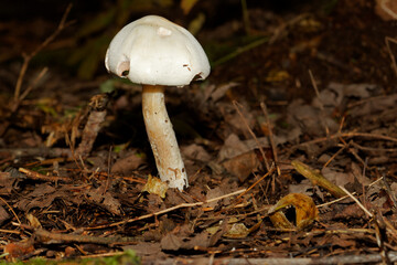 Small white mushroom