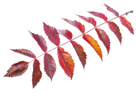 PNG  Vibrant autumn red leaf branch