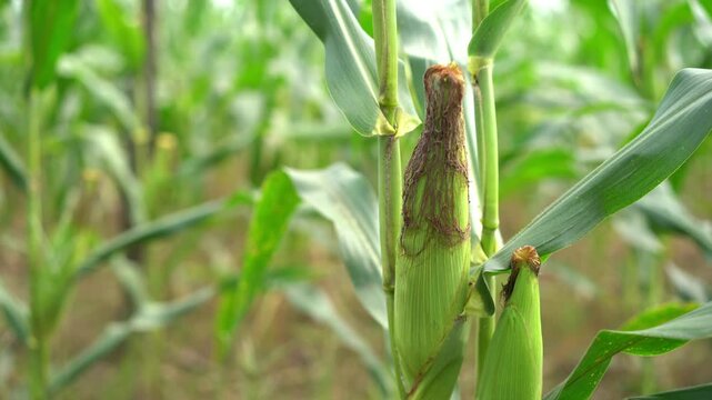 Close up of growing young maize of corn seedling plants cultivated on agricultural countryside farmland. Inspection of crops on sunny day. Wind movement in green corn field. Food agriculture.