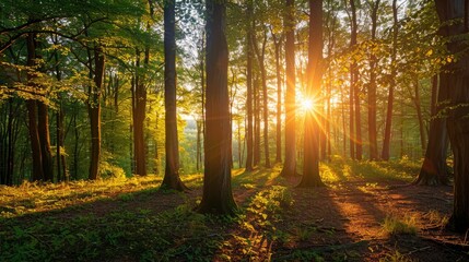 Fototapeta premium Beautiful forest panorama with bright sun shining through the trees , ai