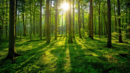 Fototapeta premium Beautiful forest panorama with bright sun shining through the trees , ai