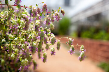 Close-Up of Blooming Hops Plant in a Farm Garden