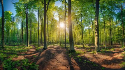 Obraz premium Beautiful forest panorama with bright sun shining through the trees , ai