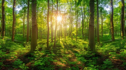 Obraz premium Beautiful forest panorama with bright sun shining through the trees , ai