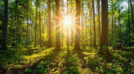 Beautiful forest panorama with bright sun shining through the trees , ai