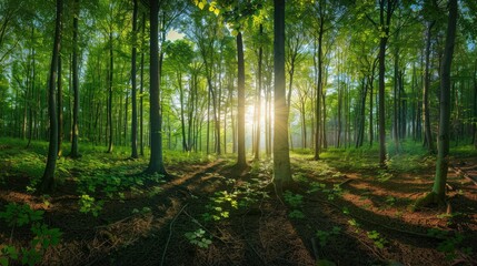 Obraz premium Beautiful forest panorama with bright sun shining through the trees , ai