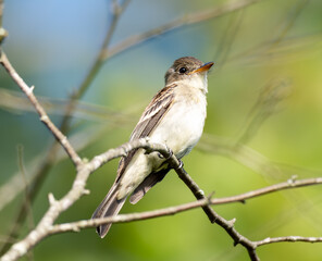 Obraz premium Bird on a branch