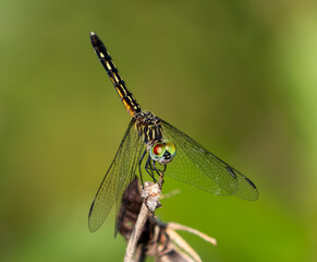 dragonfly on a stick