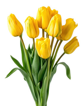 Fototapeta PNG Bright yellow tulips bouquet