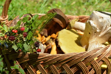 Large white mushroom in a basket and wild berries nearby