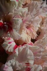 Bouquet of variegated variegated pink and white gladioli with shades in the garden