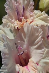 White-pink with purple hues gladioli close-up in the garden