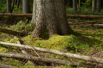 Windfall in a mountain forest. Old fallen trees on the ground