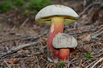 Inedible poisonous mushroom rubroboletus satanas close-up in the forest © Olena