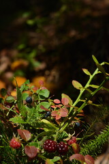 A bouquet of wild berries - blackberries, blueberries, lingonberries, raspberries
