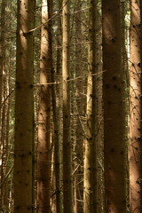 Big tall pine trees in the forest