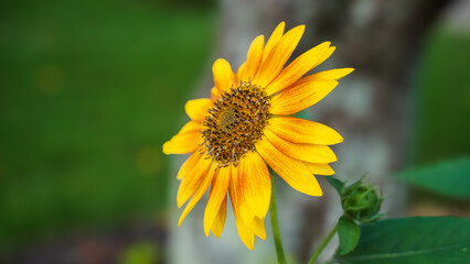 Close up of a sunflower. Sunflower has many advantages for eating, feeding livestock, and aesthetics. The sunflower seed in the center of the flower provides a wealth of nutrition when dried.