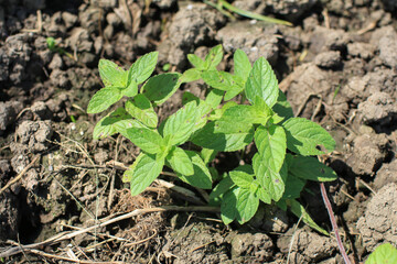 Thai basil or Ocimum basilicum in organic plantation. Fresh herbal ingredient raw vegetable aromatic
