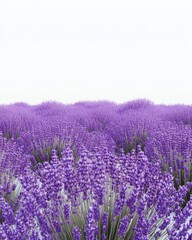 Obraz premium A hyperrealistic 3D render of a field of lavender, peaceful and calming, isolated on white background