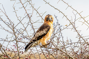 A Little Eagle amongst the bare tree branches in Winter