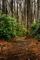 Hiking path in the forest.
