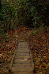 Stairway in the forest.