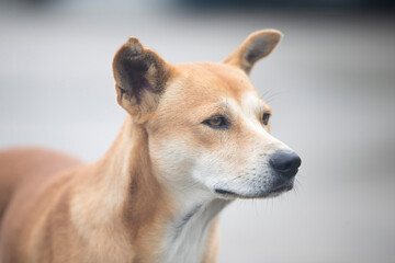 Portrait of Thai dog, Thailand