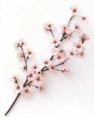 Fototapeta premium A delicate cherry blossom branch with soft pink flowers, realistic 3D render, isolated on white background