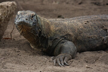 komodo dragon perched on a rock