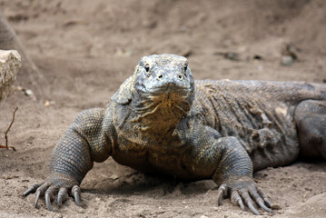 komodo dragon front view