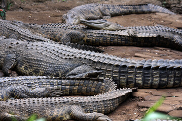 crocodile sunbathing