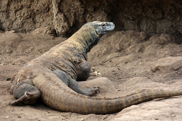 komodo dragon perched on a rock