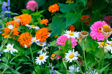 wild colorful fall season flowers in the garden