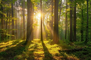 Obraz premium Dawn's Glow Filters Through Forest Shadows