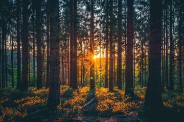 Obraz premium Tranquil Woodland Sunset Silhouette