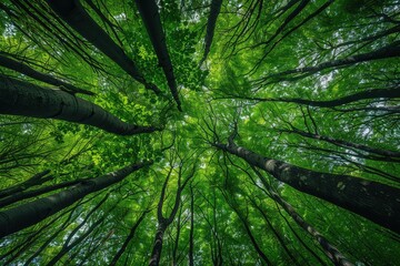 Lush Forest Canopy Haven